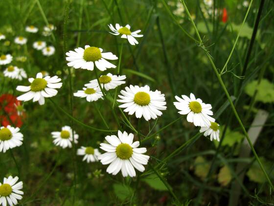 Echte Kamille (Matricaria chamomilla, Matricaria recutita ...