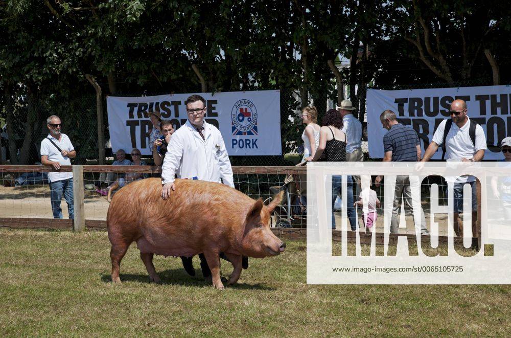 England, North Yorkshire, Harrogate. Tamworth pig being judged at the ...