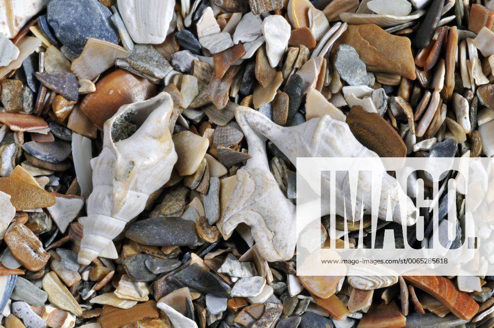 Pelican s foot shells on beach