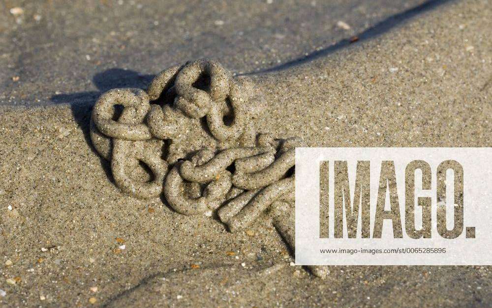European lug worm lugworm sandworm (Arenicola marina) cast of defaecated  sediment on beach along