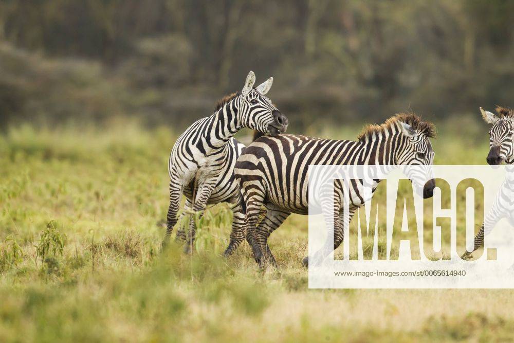Common Zebra (Equus quagga), boehmi subspecies. Male mating overture