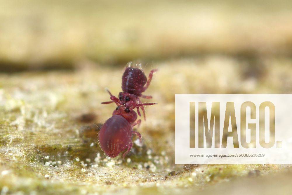 Springtail (Stenacidia violacea) mating ritual, The Netherlands ...