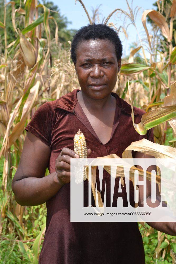 (150907) -- MTWAPA, Sept. 7, 2015 -- A farmer displays maize affected ...