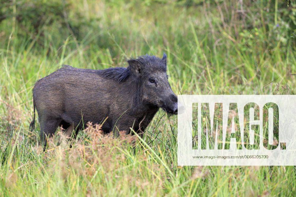 Wildschwein, (Sus scrofa affinis), Sri Lanka Wildschwein, adult wachsam ...