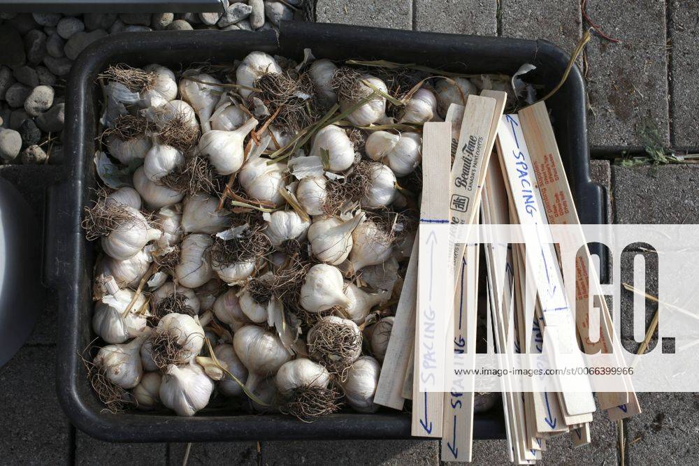 Oct. 27, 2015 Toronto, ON, Canada TORONTO, ON OCTOBER 27 Garlic bulbs ready for planting at