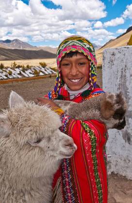 Alpaka Lama pacos Vicugna pacos Peruanischer Junge in