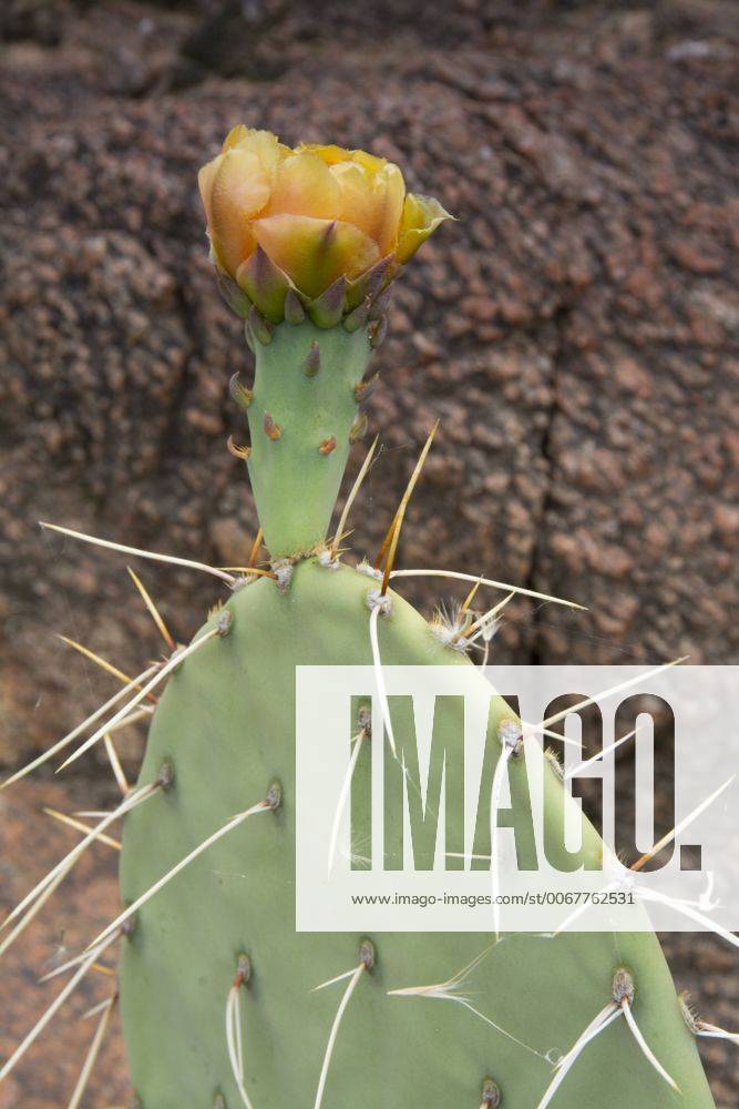 Opuntia basilaris, the Beavertail Cactus, Colorado River, Grand Canyon ...