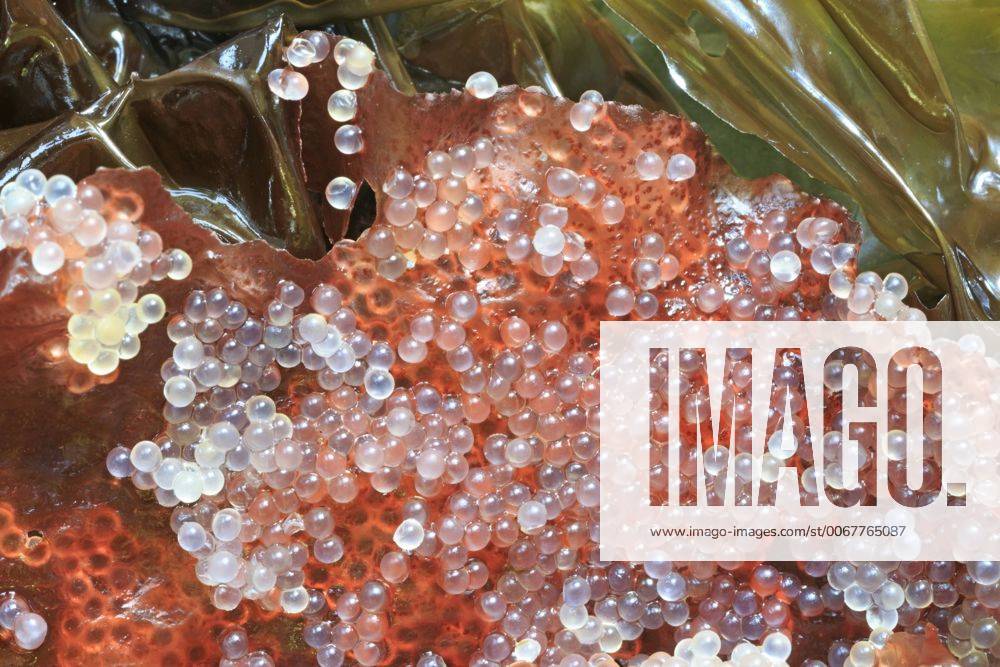 Pacific Herring ( Clupea pallasii ) eggs spawned on Turkish Towel