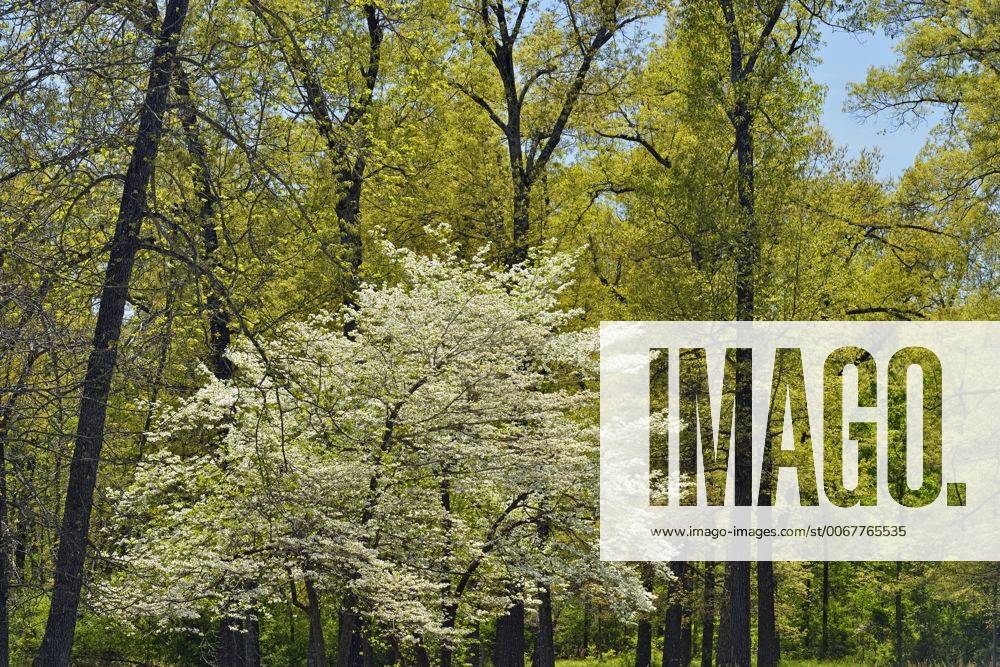 Spring foliage leafing out in deciduous trees, flowering dogwood