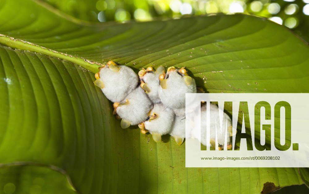 Honduran white tent bats (Ectophylla alba) sleeping under Heliconia ...