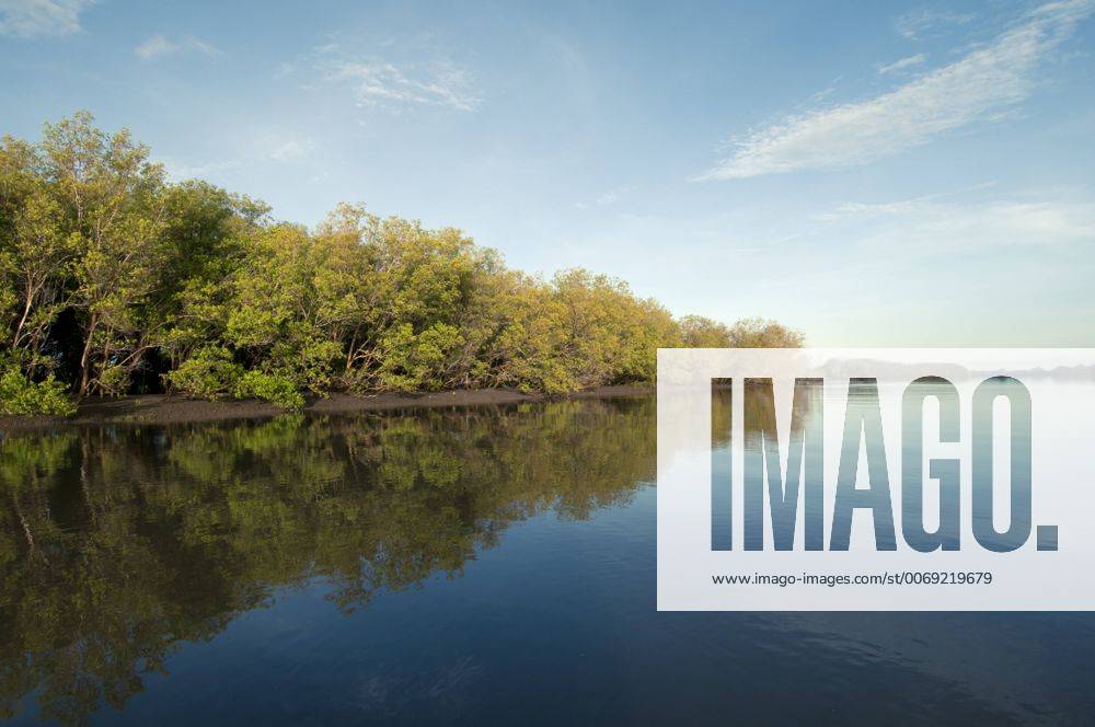 Mangroves (Sonneratia alba) along Tana River Delta, Kenya, East Africa Y