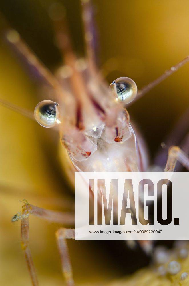 Pink shrimp (Pandalus montagui), Loch Carron, Ross and Cromarty ...