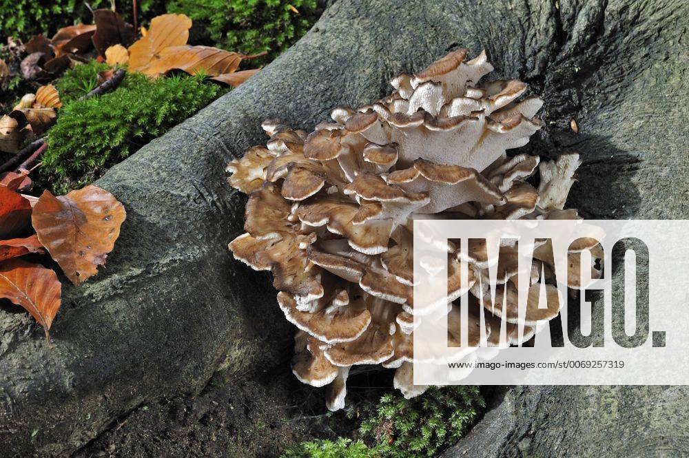 Hen of the Woods fungus (Grifola frondosa) growing from base of tree in