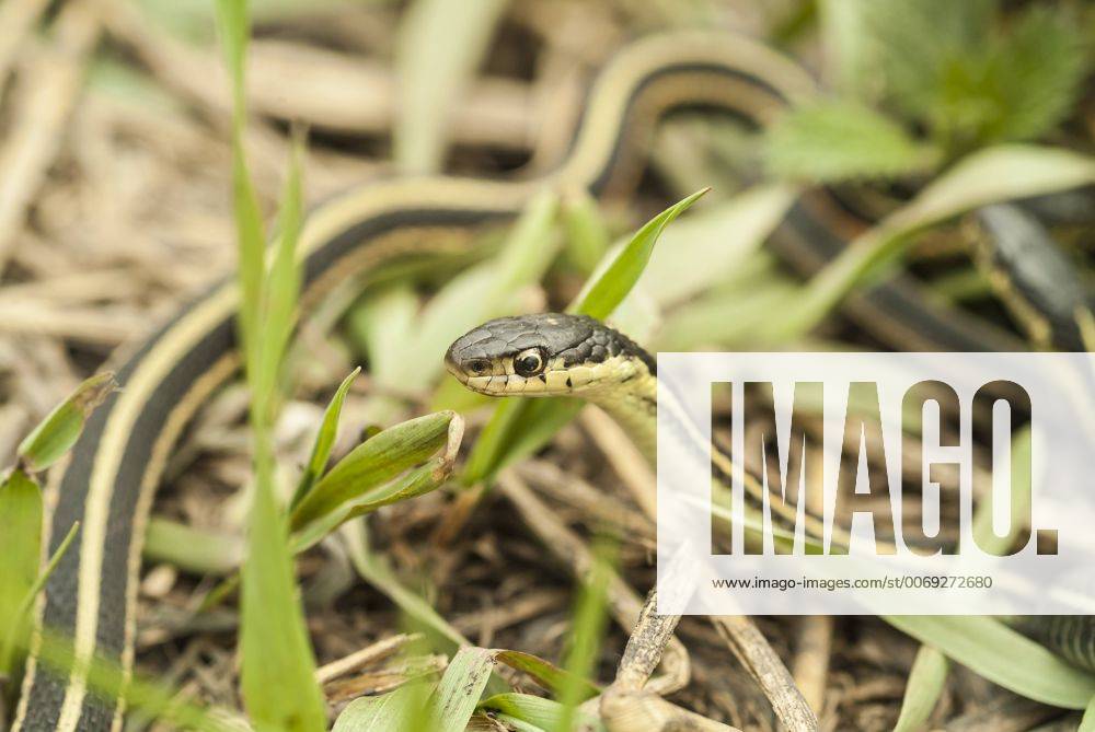 Redsided garter snake, Thamnophis sirtalis, Narcisse Snake Dens