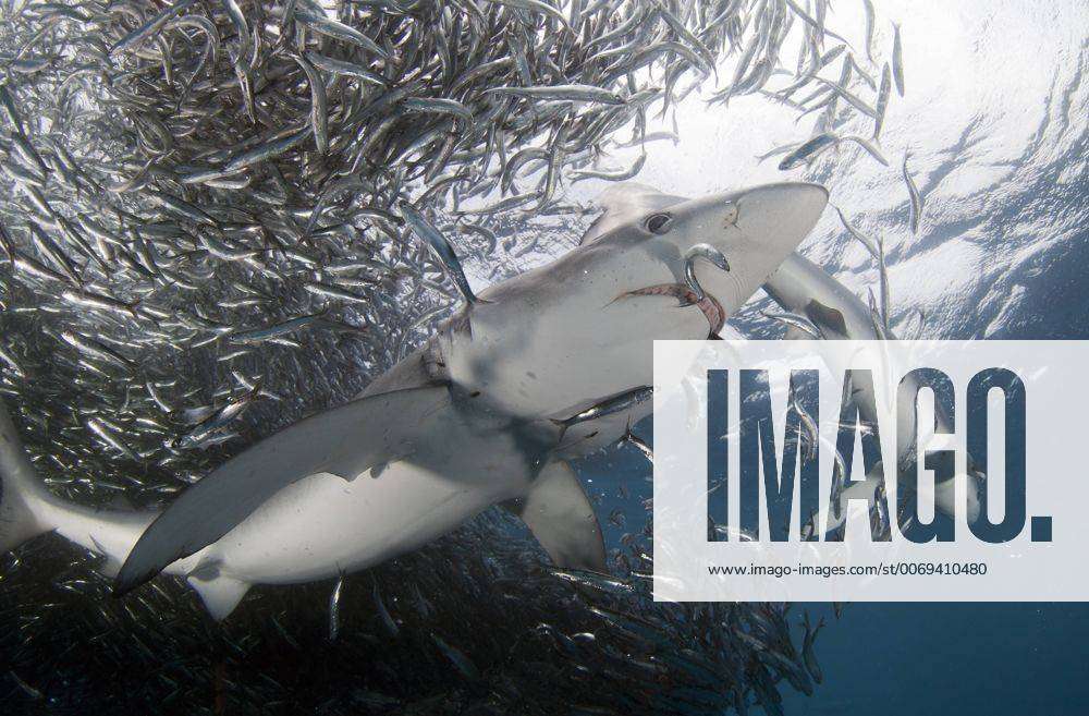 Blue Shark (Prionace glauca) feeding on Anchovy (Engraulis encrasicolus)  bait ball, Cape Point