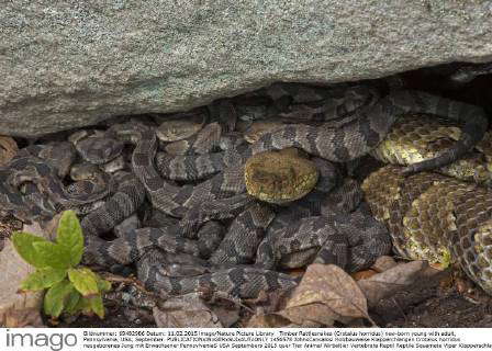 Timber Rattlesnakes (Crotalus horridus) new-born young with adult ...