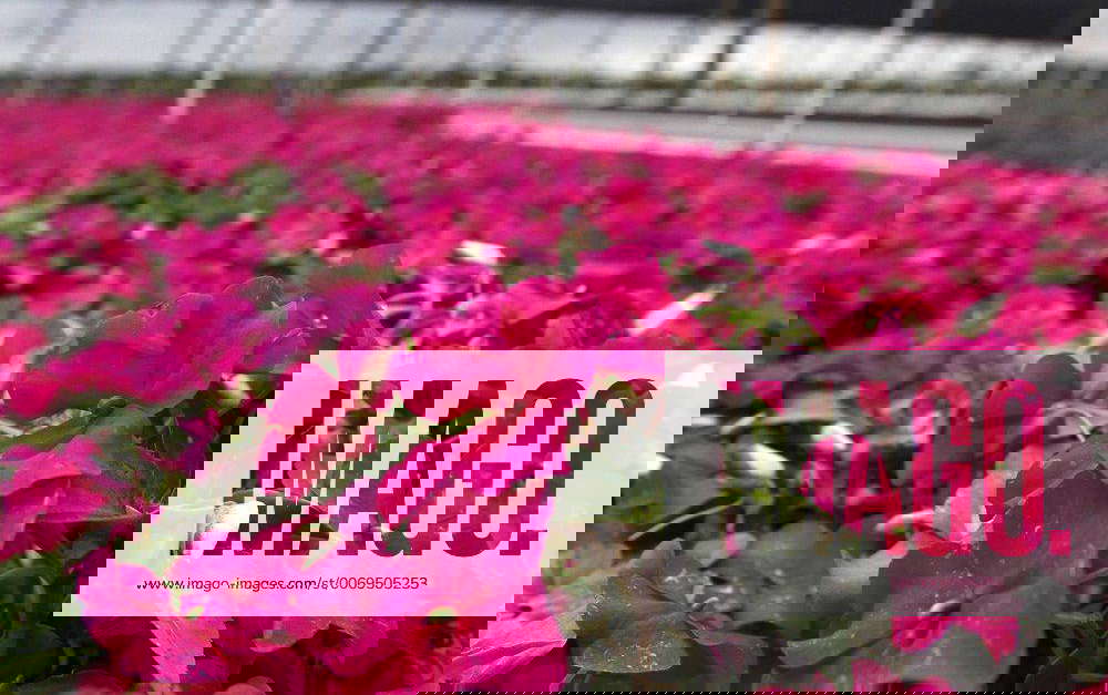 Feb. 2, 2012 Florida, U.S. Delray BeachView of the last