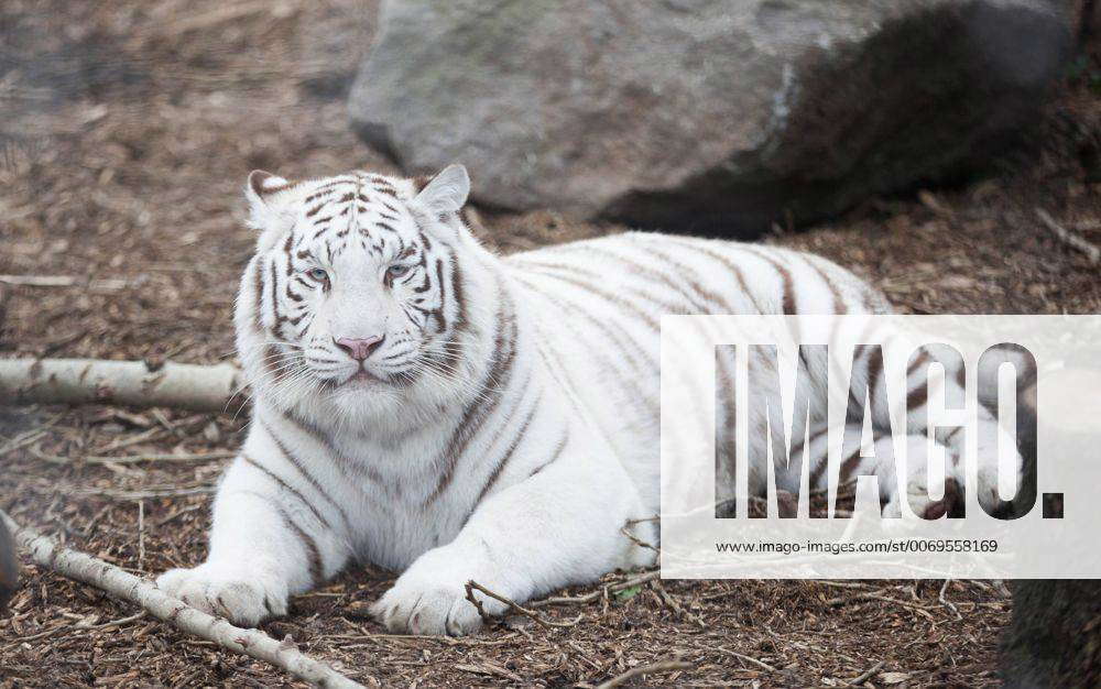 Die drei Tiger von Andre Sarrasani am Wiener Platz in