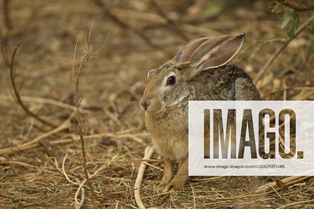 African savanna hare (Lepus microtis), Samburu Game Reserve, Kenya