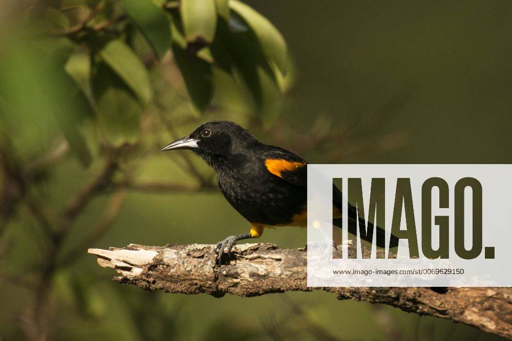 St. Lucia oriole (Icterus laudabilis). Endemic. Bouton, Saint Lucia