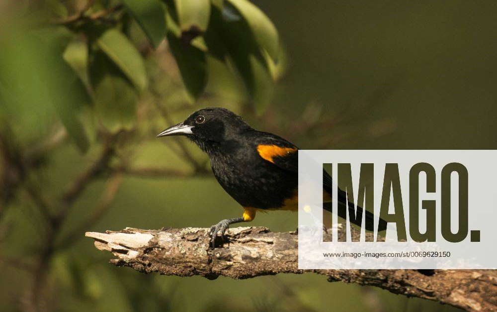 St. Lucia oriole (Icterus laudabilis). Endemic. Bouton, Saint Lucia