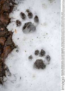 lynx tracks in snow