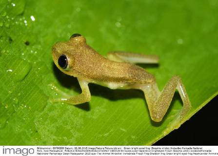 Green Bright-Eyed Frog, Boophis Viridis, Andasibe-Mantadia National ...