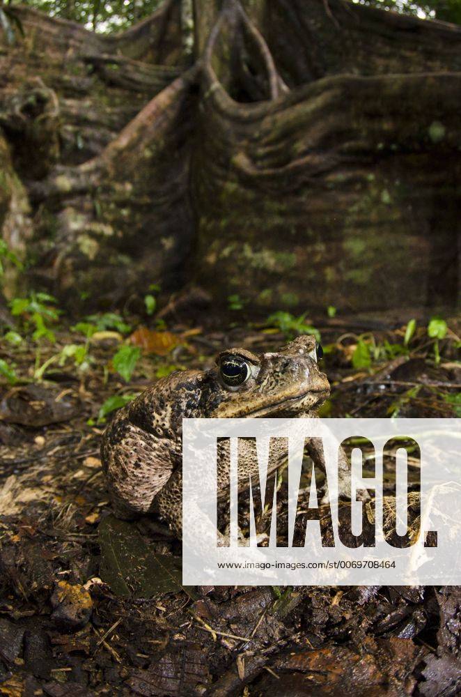 Cane toad Yasuni National Park, Amazon Rainforest, Ecuador, South America
