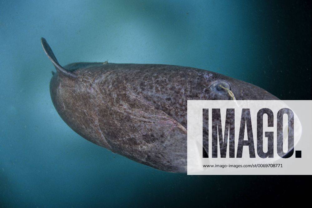 Greenland shark (Somniosus microcephalus) with parasitic copepod ...