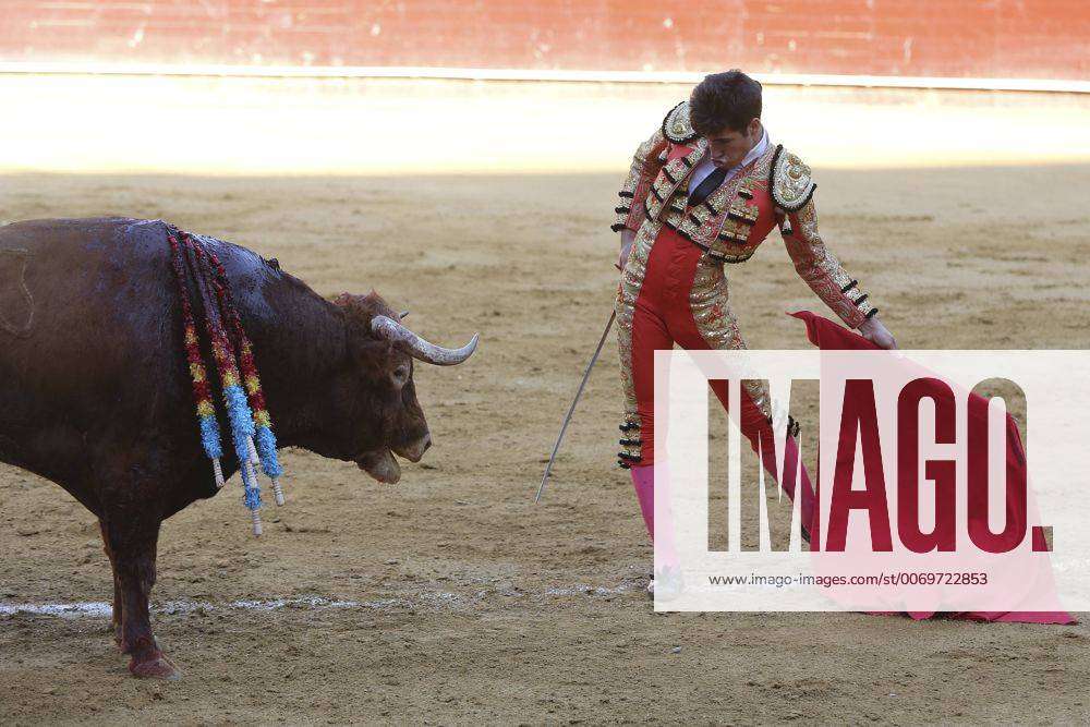 Matador waving red cape at bull during bullfight, bull is speared with  barbed sticks (banderillas