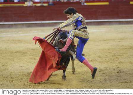 Bull fighting, bull with barbs / banderillas, embedded shoulder from Tercio  de Banderillas round of the bullfight, charging at Torero. Plaza de Toros,  Valencia, Spain. July 2014 Stock Photo - Alamy