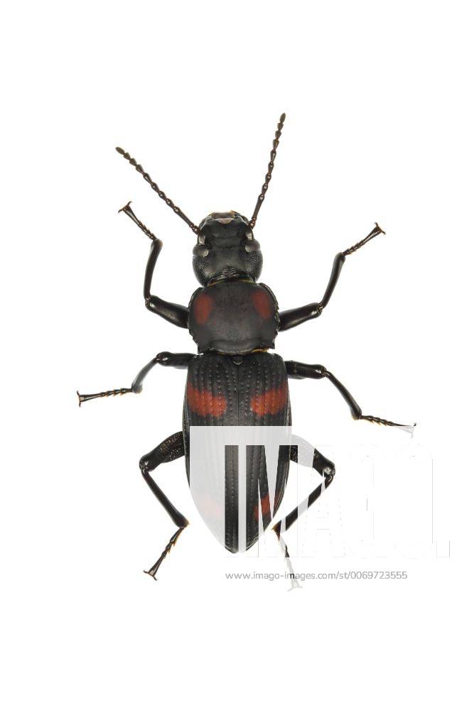 Darkling beetle (Zophobas signatus), Bladen Nature Reserve, Toledo District, Belize, August