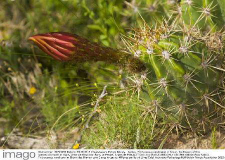 Cactus in flower, the flowers of this species only open fully at night ...