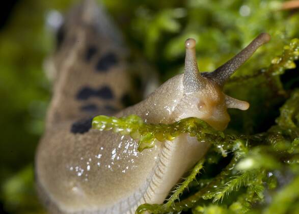 Dec. 31, 2011 - Roseburg, Oregon, U.S - A large Pacific banana slug ...