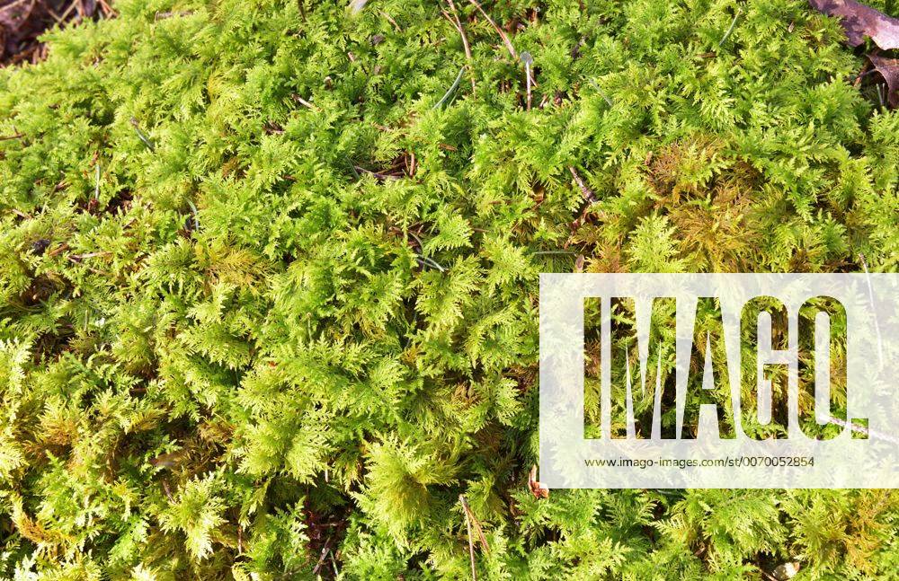 IMAGO Images & Videos for Media, Sports & Brand.