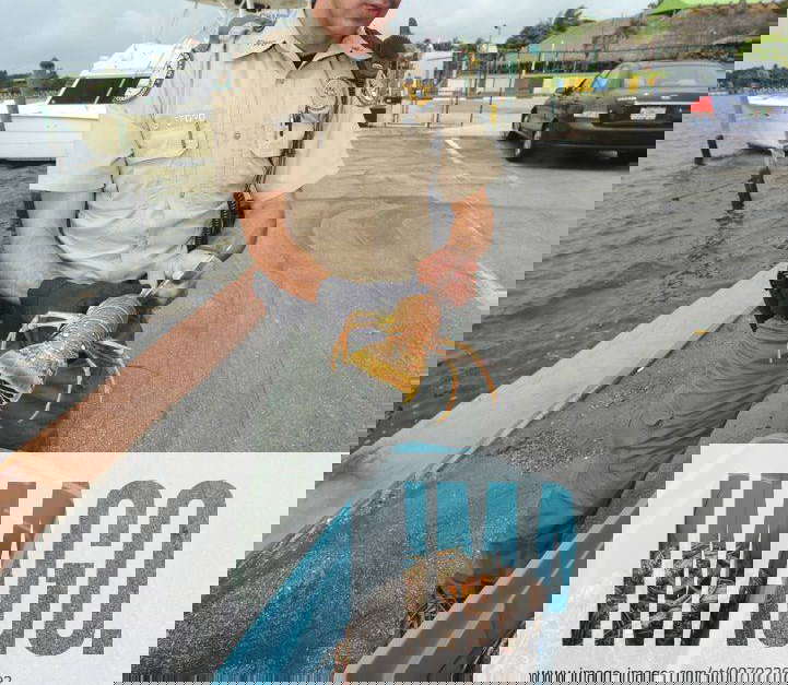 July 27, 2011 Lantana, FL, USA FWC officer Travis Basford measures