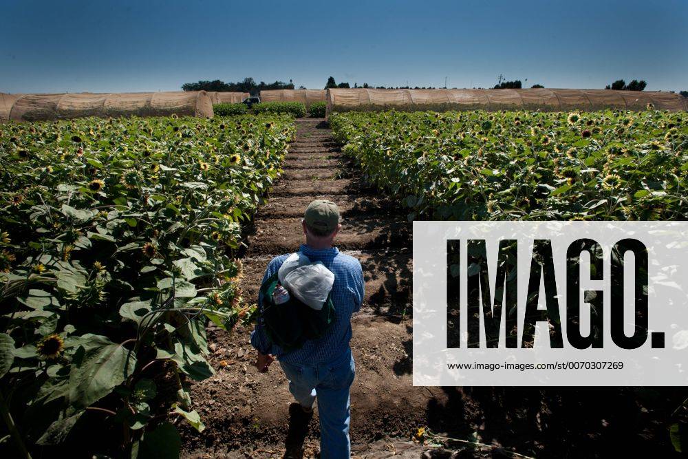 Aug. 26, 2011 CA, USA INSIDE Dr. Tom Heaton at his sunflower field