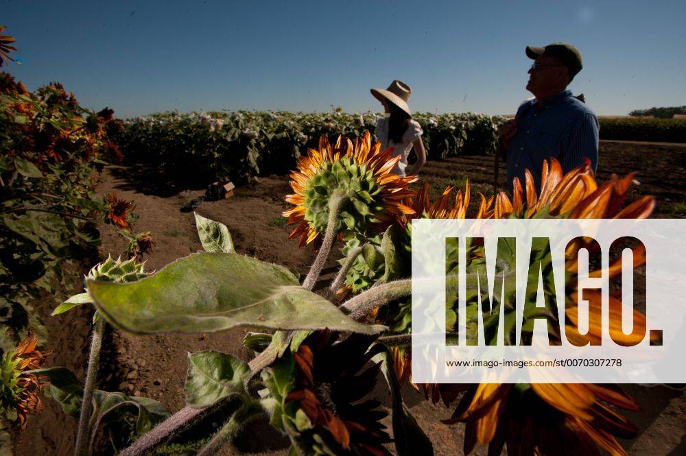 Aug. 26, 2011 - CA, USA - Dr. Tom Heaton and his wife stand in thier field of sunflowers that they