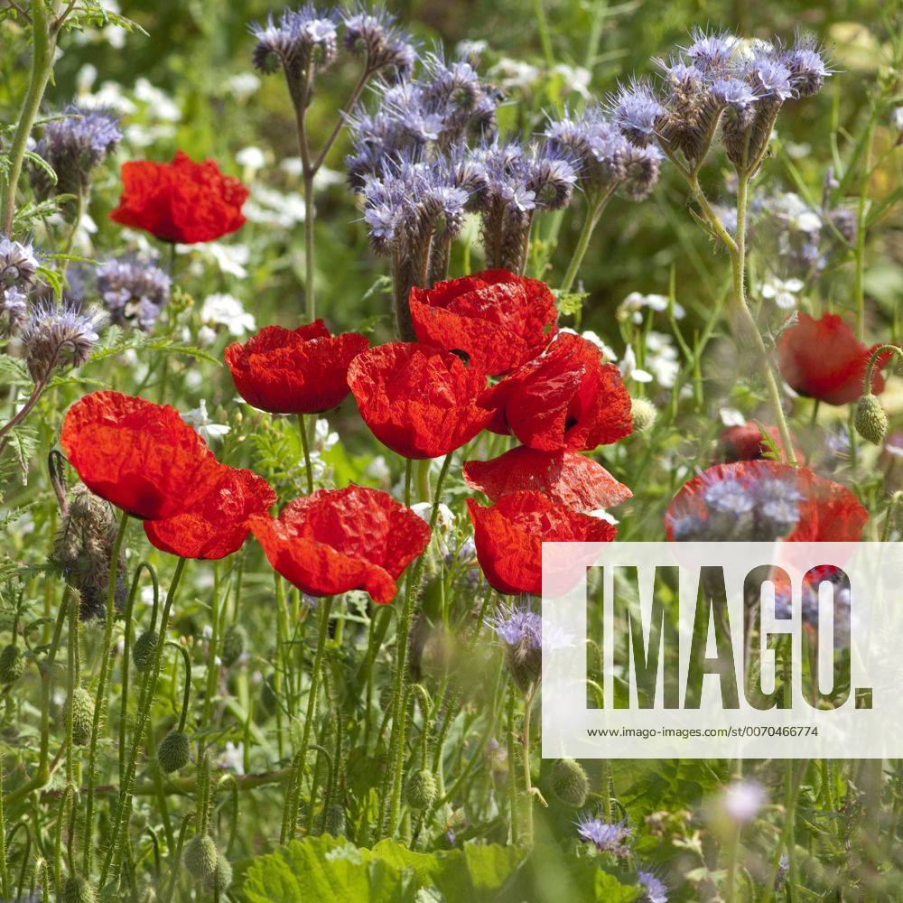 Blumenwiese, Klatschmohn, Wiesenblumen, !AUFNAHMEDATUM GESCHÄTZT!