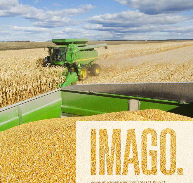 Harvested feed grain corn in the back of a grain wagon and combine