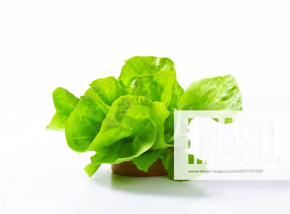 Butterhead Also known as Boston or Bibb lettuce Fresh lettuce Y