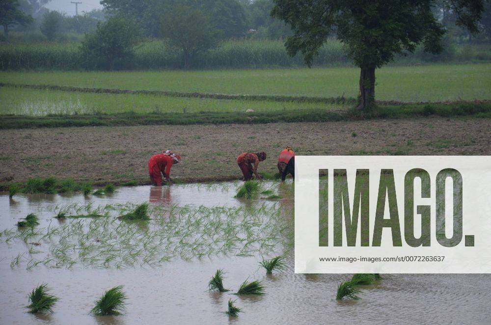 Pakistan Paddy nursery of rice plant in Lahore Pakistani farmers busy