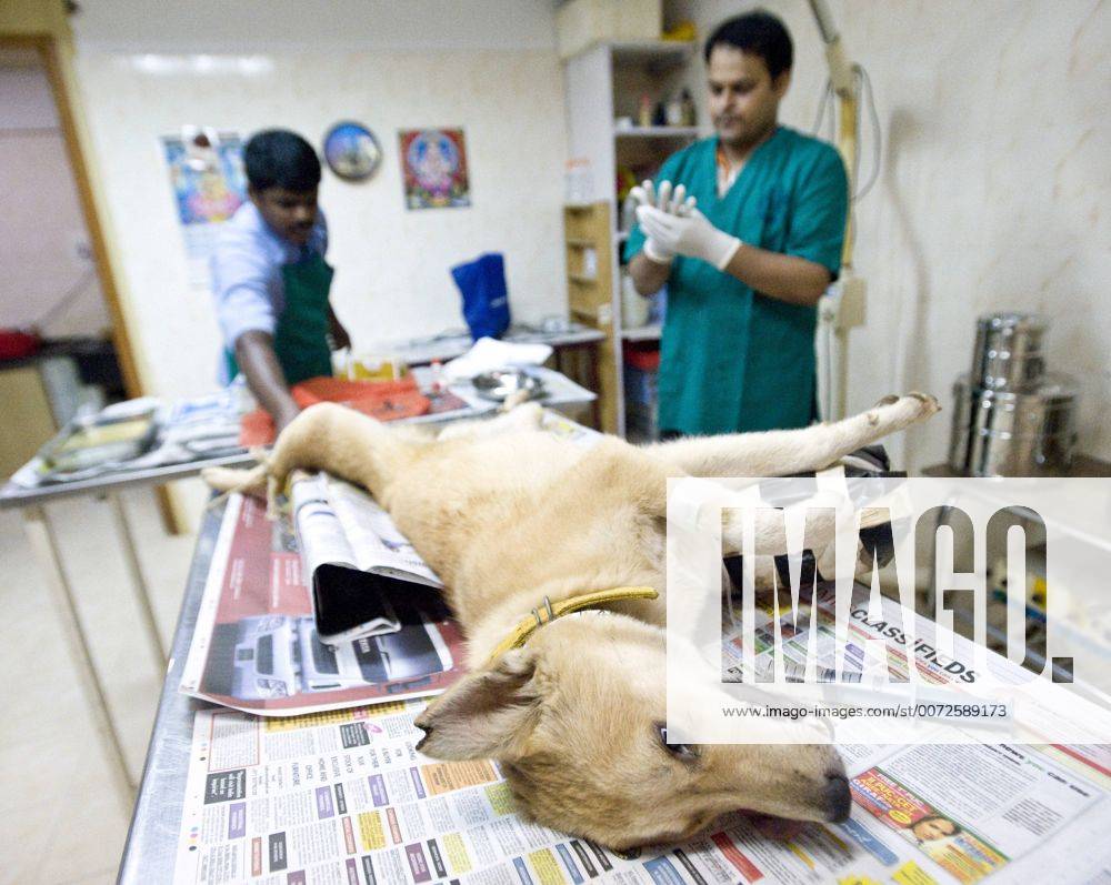 Hebbal store dog hospital