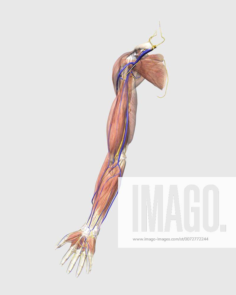 Medical illustration of human arm muscles, veins and