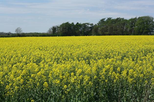 Vegetable Rappe A field of Rapeseed, also known as rape, oilseed rape, rapa, rappi ...