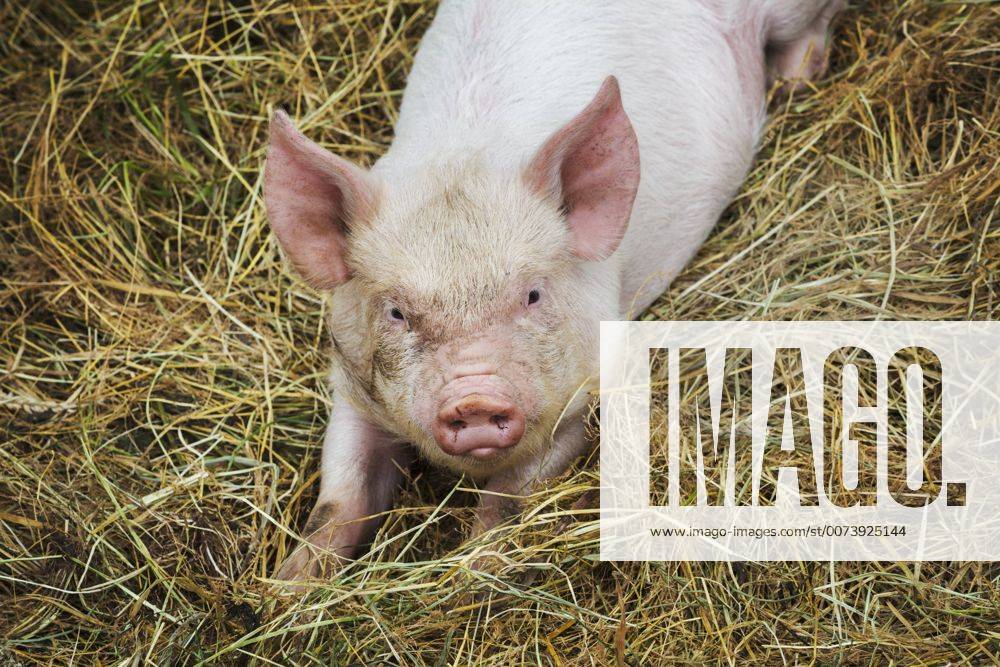 Pigs raised in free range open air conditions on a farm. Pigs raised in ...