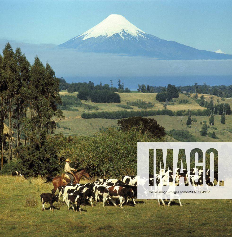 South America, Chile, Puerto Montt. A huaso herds his cattle near ...