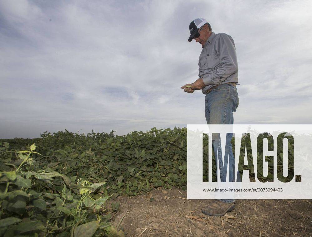 October 13, 2016 Westley, California, U.S. Chuck Cox of Cox Ranch
