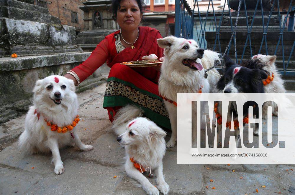 Nepal Kukur Puja, Dog Worship day on Tihar festival Dogs are worshiped