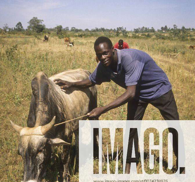 Kenya, Homa Bay, Oyugis DDCU. Techno Serve project using animal draft